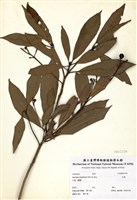 藏品(紅楠(豬腳楠))的圖片